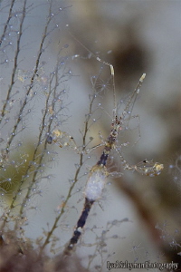 Pregnant skeleton Shrimp by Iyad Suleyman 
